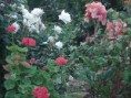 /album/fotogaleria/flores-jpg/